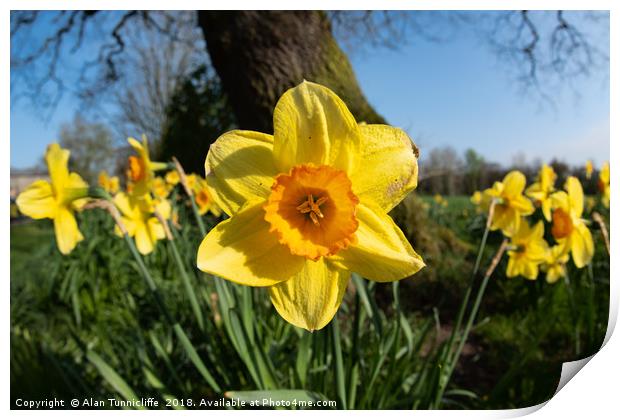 Daffodils in the sun Print by Alan Tunnicliffe