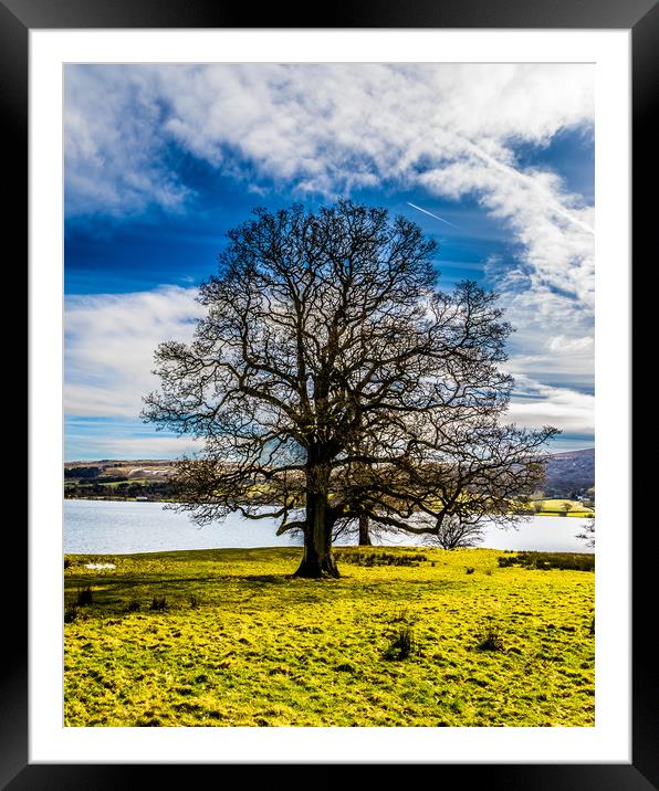 Portrait of a Lake district tree Framed Mounted Print by Naylor's Photography