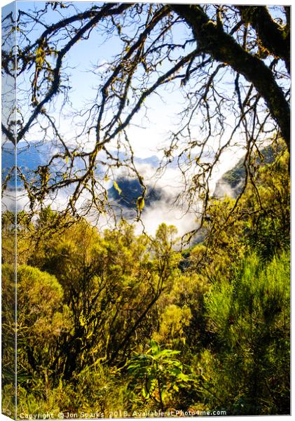 Cloud forest, Madeira Canvas Print by Jon Sparks