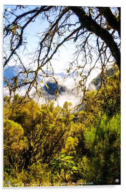 Cloud forest, Madeira Acrylic by Jon Sparks