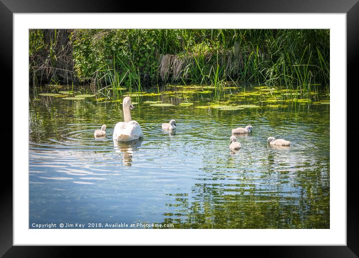 Swan with Cygnets  Framed Mounted Print by Jim Key