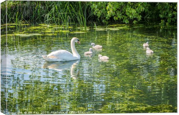Swans with Cygnets (2) Canvas Print by Jim Key