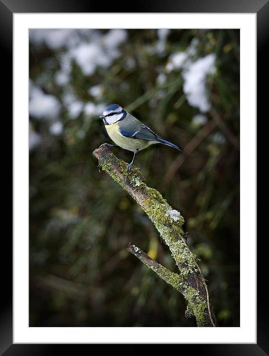 BLUE TIT IN THE SNOW Framed Mounted Print by Anthony R Dudley (LRPS)