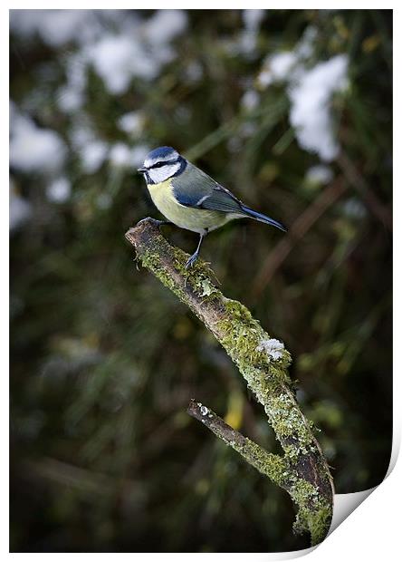BLUE TIT IN THE SNOW Print by Anthony R Dudley (LRPS)