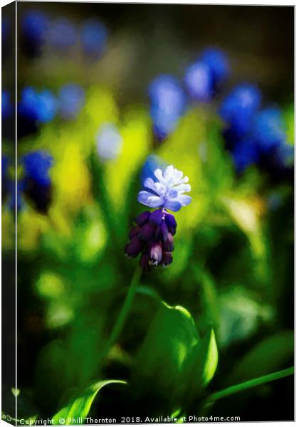 A bunch of flowering Two-Tone Grape Hyacinths, No. Canvas Print by Phill Thornton