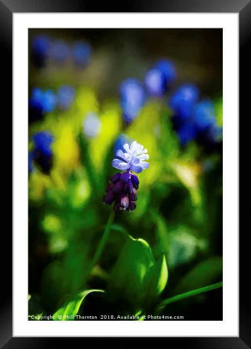 A bunch of flowering Two-Tone Grape Hyacinths, No. Framed Mounted Print by Phill Thornton