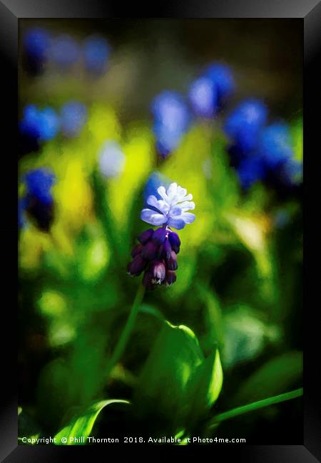 A bunch of flowering Two-Tone Grape Hyacinths, No. Framed Print by Phill Thornton