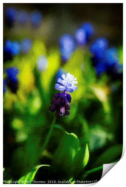 A bunch of flowering Two-Tone Grape Hyacinths, No. Print by Phill Thornton