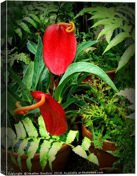 Anthurium Canvas Print by Heather Goodwin