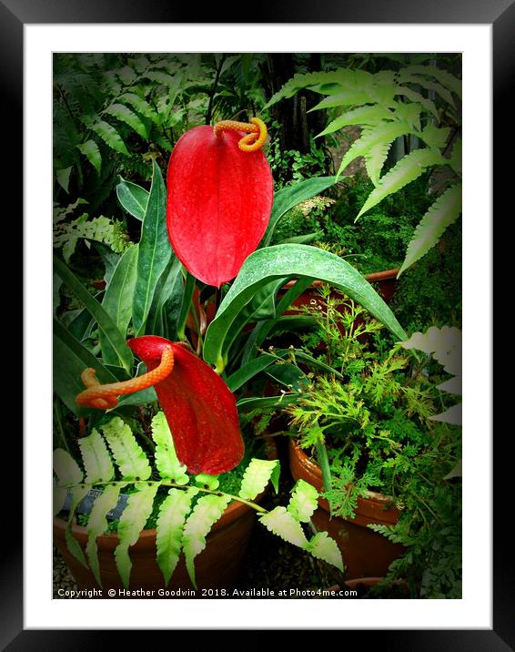 Anthurium Framed Mounted Print by Heather Goodwin