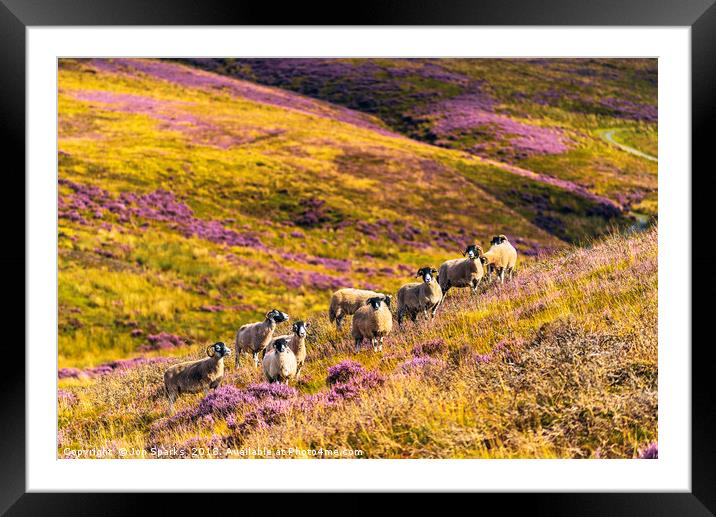 Sheep above Wyresdale Framed Mounted Print by Jon Sparks