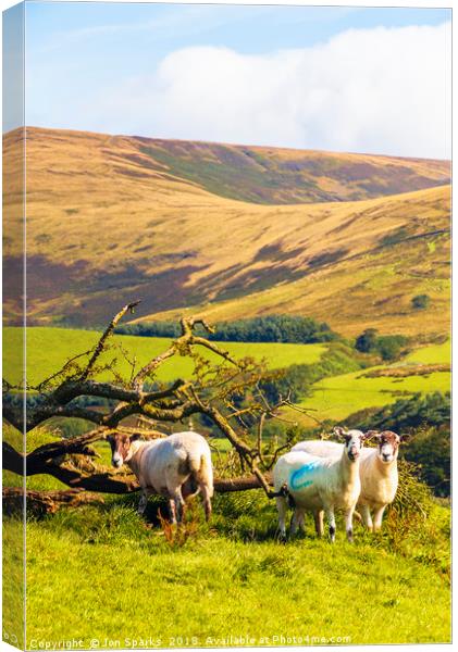 Sheep near Chipping Canvas Print by Jon Sparks