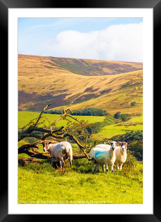 Sheep near Chipping Framed Mounted Print by Jon Sparks