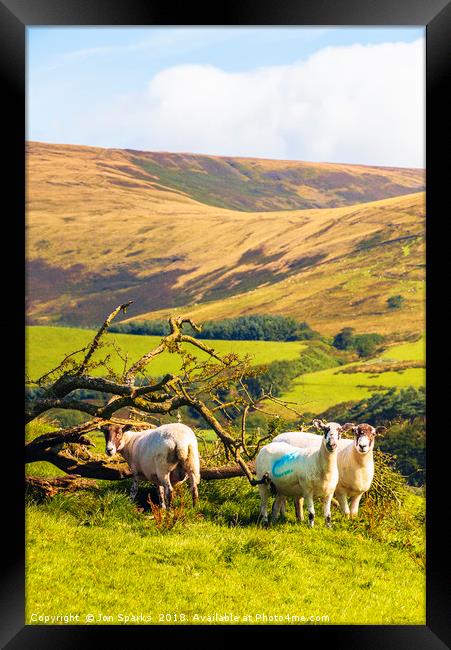 Sheep near Chipping Framed Print by Jon Sparks