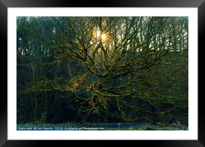Sunbeams through bare trees Framed Mounted Print by Jon Sparks