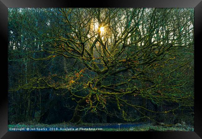 Sunbeams through bare trees Framed Print by Jon Sparks