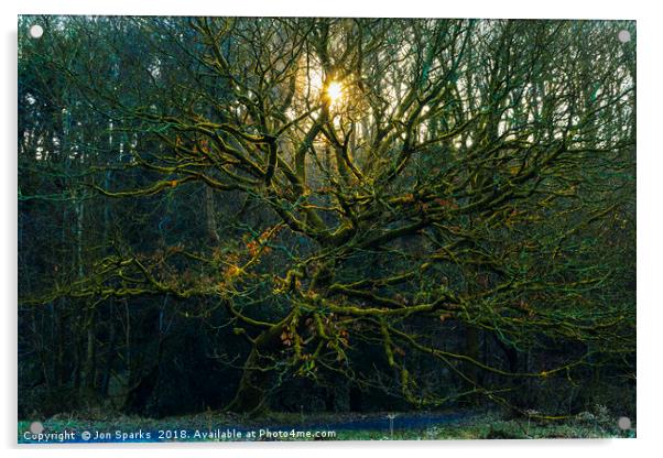 Sunbeams through bare trees Acrylic by Jon Sparks