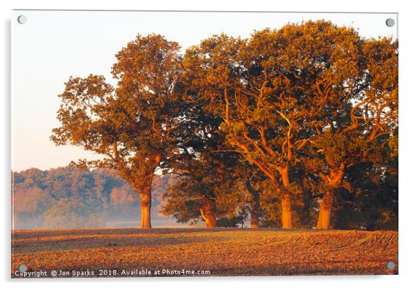 Morning light on oak trees Acrylic by Jon Sparks