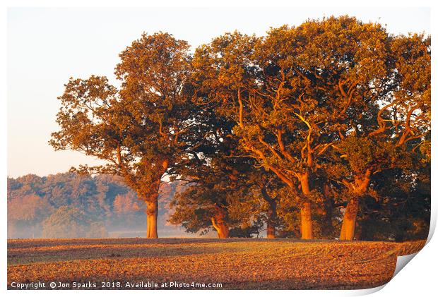 Morning light on oak trees Print by Jon Sparks