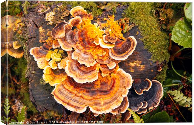 Fungi on tree-stump Canvas Print by Jon Sparks