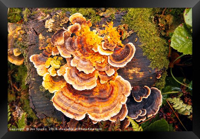 Fungi on tree-stump Framed Print by Jon Sparks