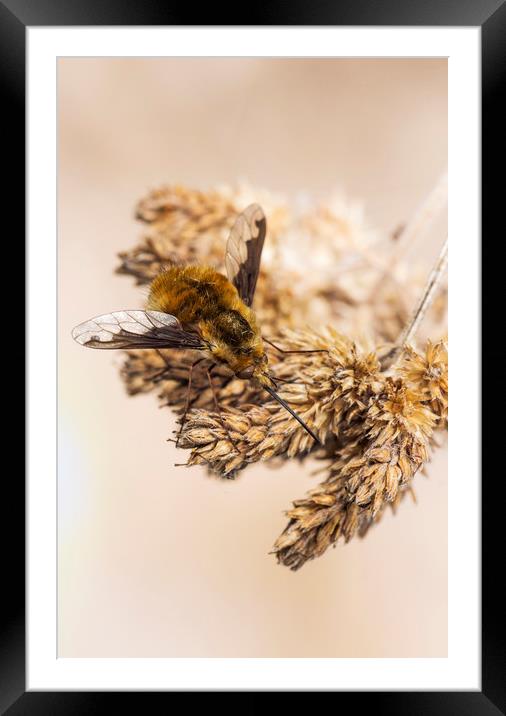 Bombylius major Framed Mounted Print by Kelly Bailey