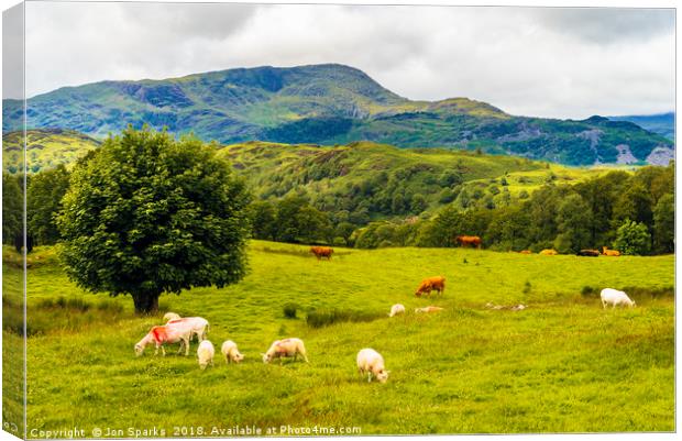 Sheep and cows on Black Fell Canvas Print by Jon Sparks