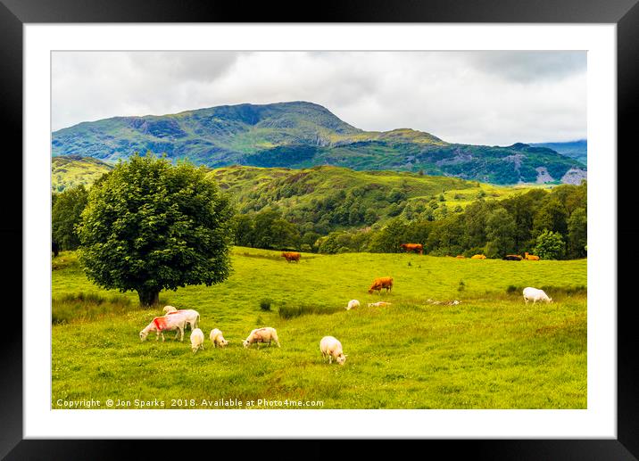 Sheep and cows on Black Fell Framed Mounted Print by Jon Sparks