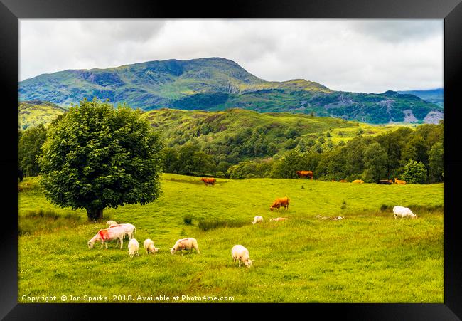 Sheep and cows on Black Fell Framed Print by Jon Sparks
