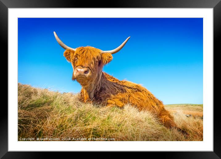 Highland Cow Framed Mounted Print by geoff shoults