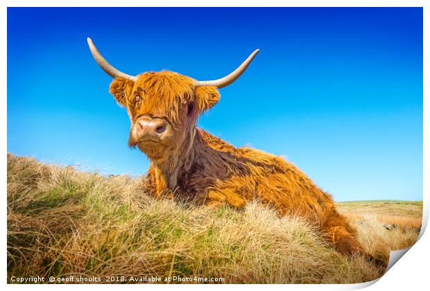 Highland Cow Print by geoff shoults