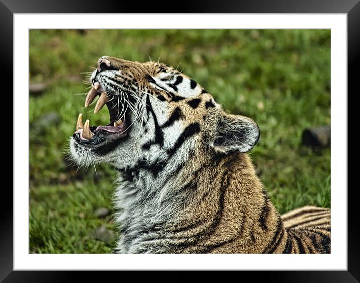 Tiger roar Framed Mounted Print by Sam Smith