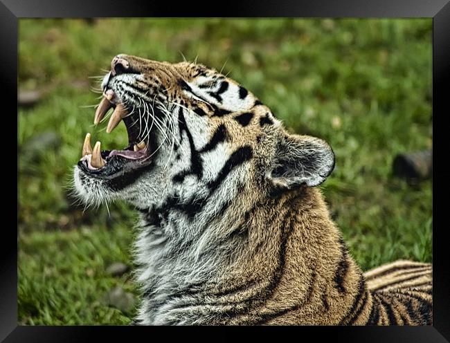 Tiger roar Framed Print by Sam Smith