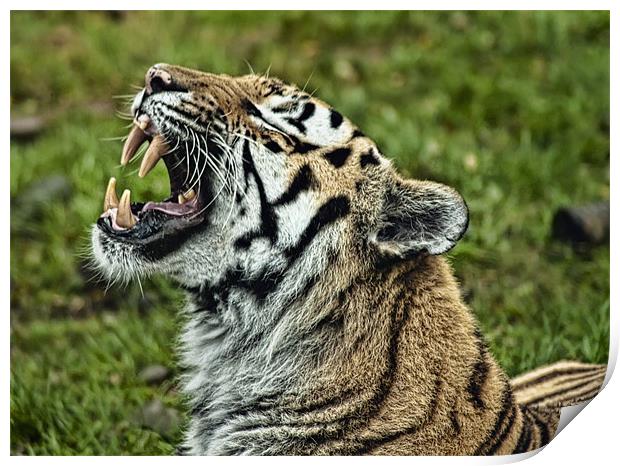 Tiger roar Print by Sam Smith