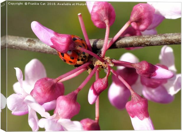 Flowering Redbud with Ladybug Canvas Print by Frankie Cat