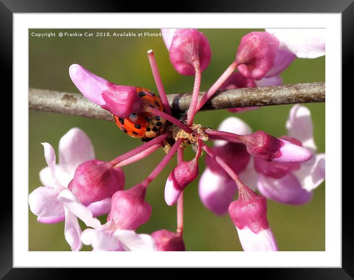 Flowering Redbud with Ladybug Framed Mounted Print by Frankie Cat