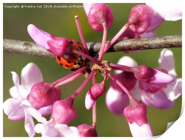 Flowering Redbud with Ladybug Print by Frankie Cat