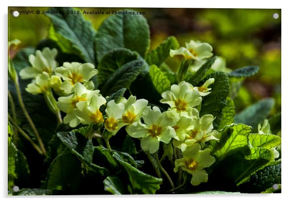 Primroses in springtime Acrylic by Jim Jones