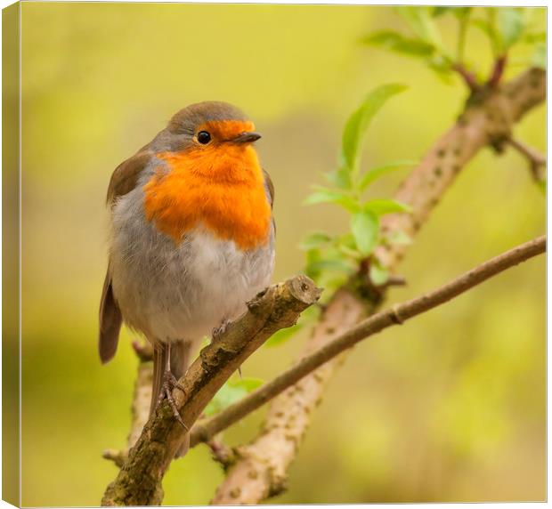 Resting Robin Canvas Print by Jonathan Thirkell