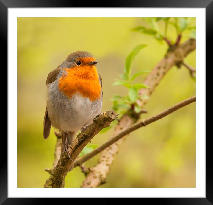 Resting Robin Framed Mounted Print by Jonathan Thirkell