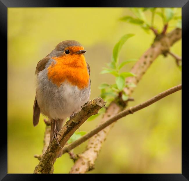 Resting Robin Framed Print by Jonathan Thirkell
