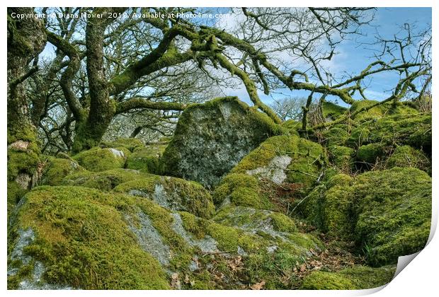 Wistman's Wood Dartmoor Print by Diana Mower
