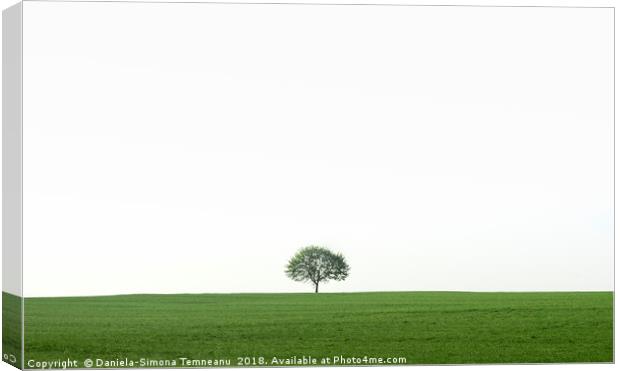 Single tree on a green field Canvas Print by Daniela Simona Temneanu