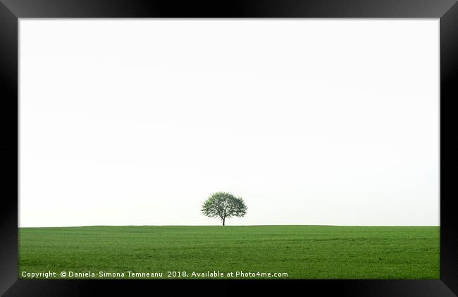 Single tree on a green field Framed Print by Daniela Simona Temneanu