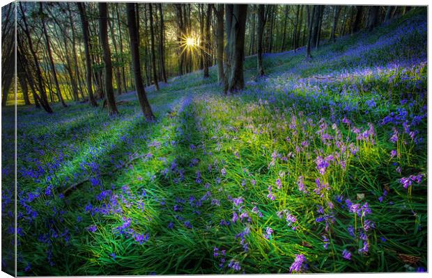 Bluebell sunset at Margam woods  Canvas Print by Leighton Collins