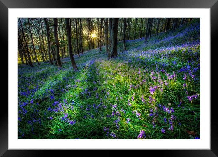 Bluebell sunset at Margam woods  Framed Mounted Print by Leighton Collins
