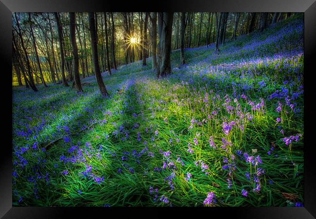 Bluebell sunset at Margam woods  Framed Print by Leighton Collins