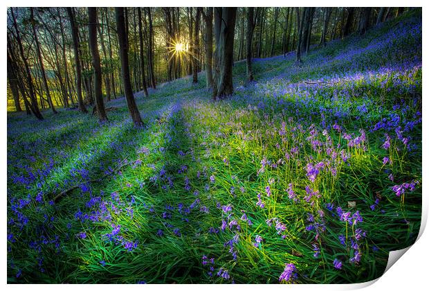 Bluebell sunset at Margam woods  Print by Leighton Collins