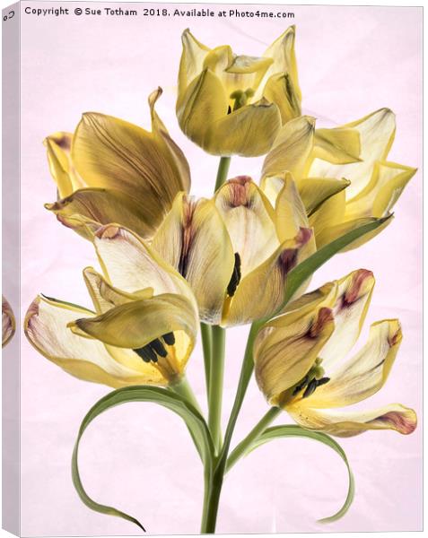 Tulip Bouquet Canvas Print by Sue Totham