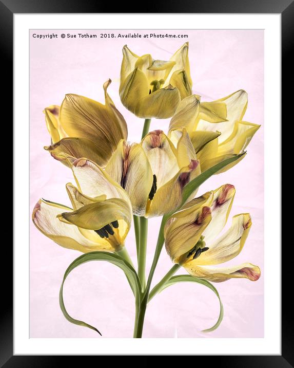 Tulip Bouquet Framed Mounted Print by Sue Totham
